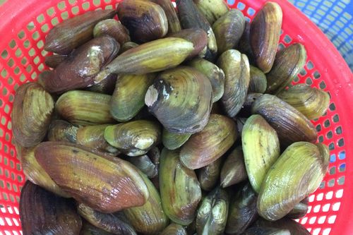 Khám phá bất ngờ về sò phi, đặc sản tiến vua