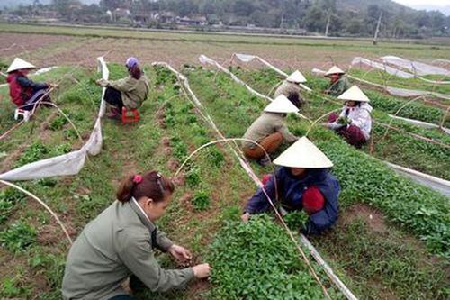 Thái Hòa trồng 20ha ớt xuất khẩu trên đất cát pha
