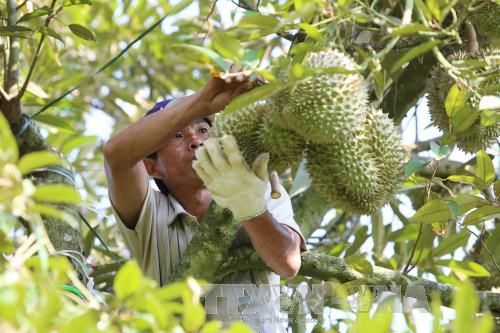 Gần 460 tỷ đồng xây dựng hạ tầng để phát triển vườn cây ăn trái Trà Vinh