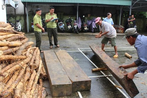 Bị phát hiện chở gỗ lậu, tài xế bỏ xe tháo chạy