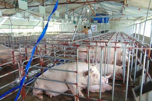 Giá lợn hơi giảm sâu, người nuôi hạn chế tái đàn cuối năm