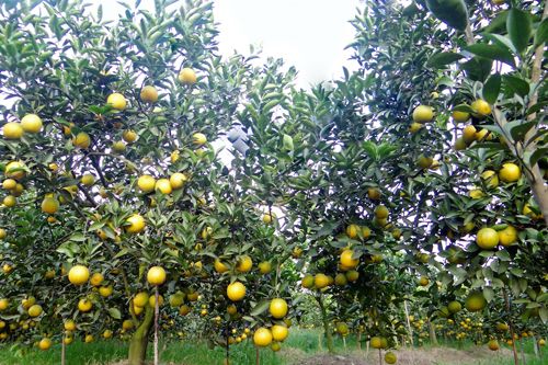 Thu nhập cao từ thương hiệu cam Hưng Yên chuẩn VietGAP