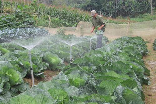 Mô hình rau sạch cho người dân miền núi