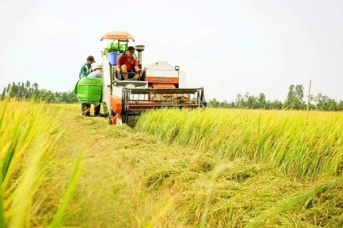 Phát triển ĐBSCL: Tốn tiền tỉ mà trái quy luật thì trả giá đắt