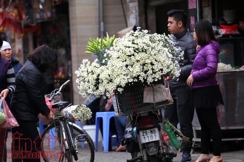 Cúc họa mi đem đông về trên phố Hà Nội