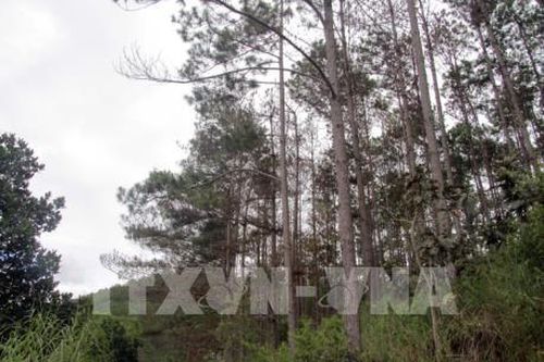 Rừng thông nội ô Đà Lạt liên tục bị triệt hạ