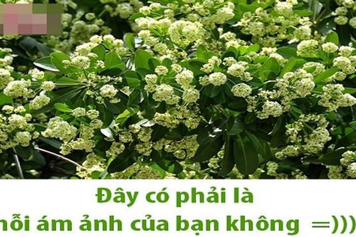 Dân mạng chế ảnh 'kỳ thị' hoa sữa vì mùi quá nồng nặc