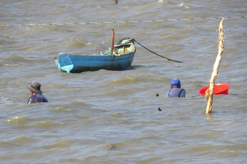 Săn ốc hoàng đế ở Phú Quốc