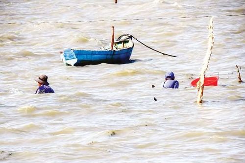 Săn ốc Hoàng đế trên biển Tây