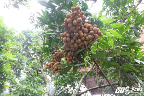 'Sai khiến' nhãn ra quả trái vụ, nông dân Hưng Yên thu lời trăm triệu đồng giữa mùa đông