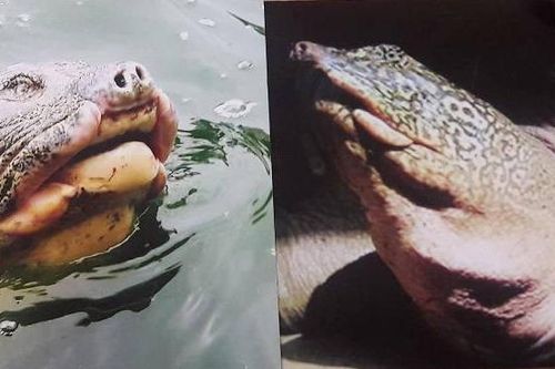 Hà Nội phản hồi đề xuất thả rùa Đồng Mô xuống Hồ Gươm