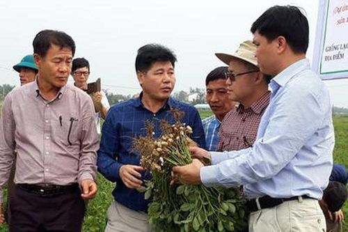 Nghi Lộc: Sản xuất giống lạc L14 cấp nguyên chủng đạt 1,7 tấn/ha