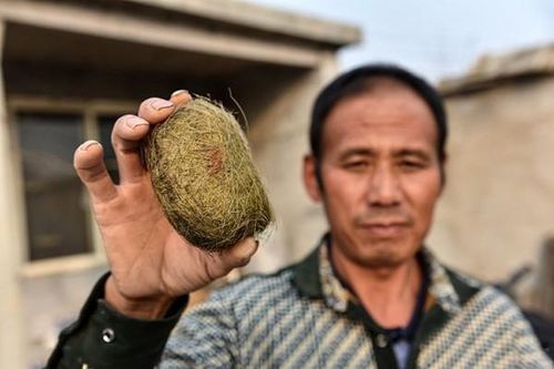 Bỗng dưng trở thành triệu phú nhờ 'kho báu trong lợn'