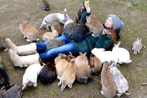 Việt Nam có đảo khỉ Cần Giờ, Nhật Bản có đảo thỏ Okunoshima