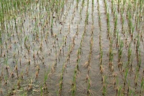 Công ty xả thải làm chết lúa, UBND xã bị kiểm điểm