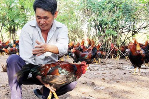 Nuôi gà trống thiến bán Tết, lãi 80 triệu/lứa