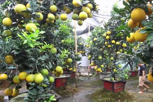'Đột nhập' vườn bưởi tiền tỷ của nông dân Hưng Yên