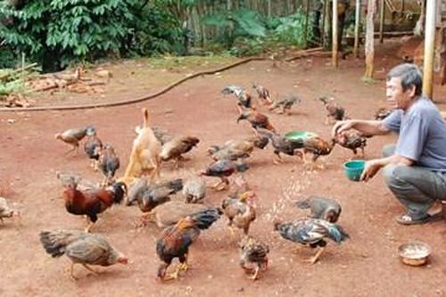 Chủ tịch hội làm kinh tế giỏi, giàu lòng nhân ái