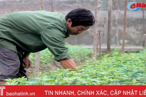 Làng hoa Bắc Sơn vào vụ tết