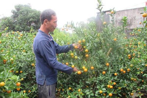 Nông dân chăm sóc đào, quất chuẩn bị bán Tết