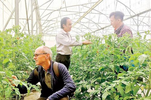 Virus lạ làm cà chua chết hàng loạt