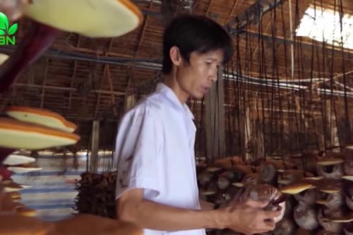 Vua nấm linh chi đất Đồng Nai kiếm hàng tỷ đồng/năm