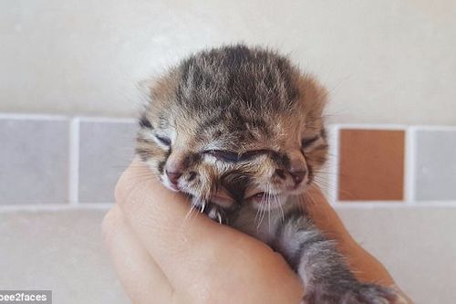 Ngắm mèo con kỳ lạ có hai mặt, ba mắt, hai mồm