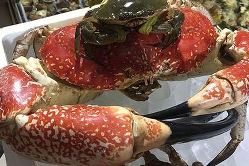 Tiệc tất niên nhà đại gia: Ăn 1 con cua 8 kg giá 60 triệu