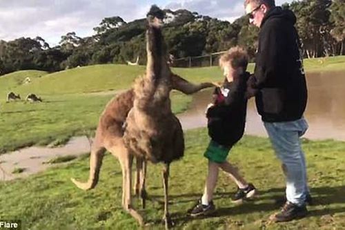 Đến gần cho kangaroo ăn, bé trai Úc không ngờ dính đòn nhớ đời
