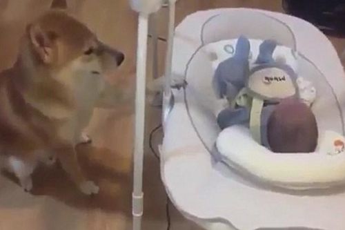 'Phát hờn' với khoảnh khắc chú chó thay mẹ ru em bé ngủ