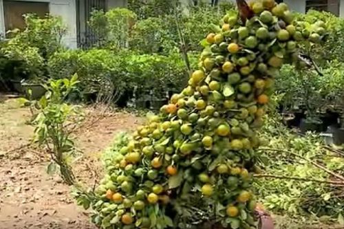 Quất cảnh 'kịch độc' gây sốt thị trường Tết 2018