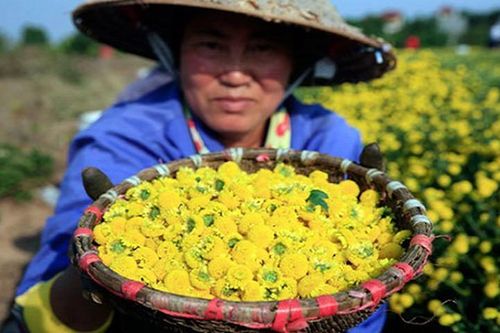 Những cánh đồng hoa cúc 'tiến vua' bung lụa rực rỡ vạn người mê