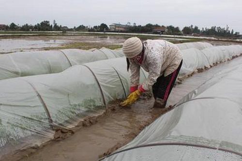 Nông dân Nghệ An chống rét cho mạ xuân