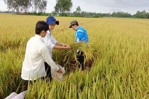 An Giang phát triển nông nghiệp bền vững ứng phó với biến đổi khí hậu