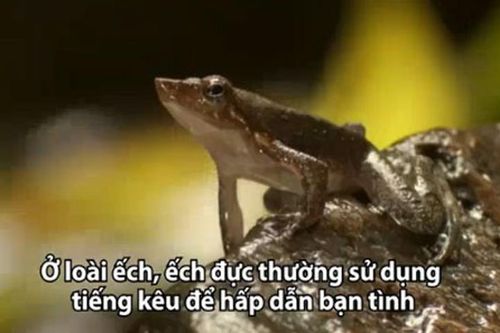 Thú vị cách loài ếch tỏ tình