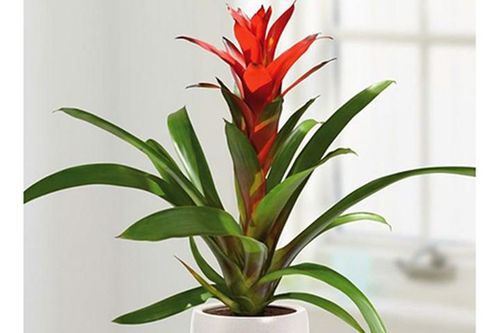 Trồng cây Phong lộc mang ý nghĩa phong thủy, hút tài lộc đầu năm