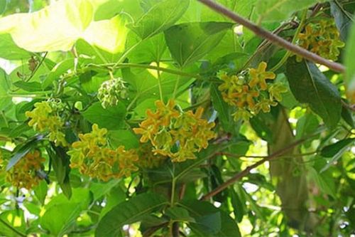 Chữa bệnh trĩ ngay tại nhà 'dễ ợt' từ hoa thiên lý