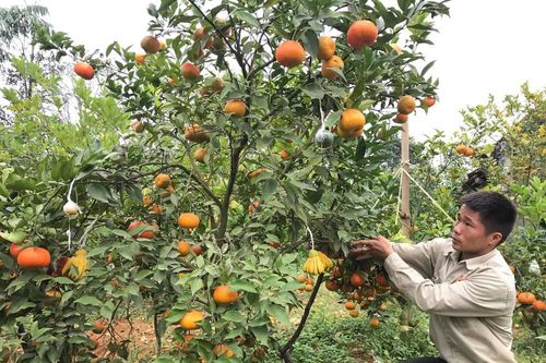 Nông dân 9X làm giàu từ mô hình trồng cam đường canh bán Tết