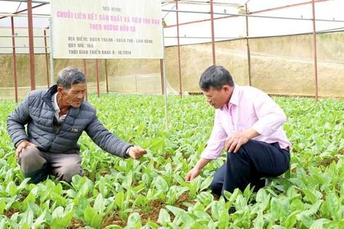 Sản xuất rau hữu cơ gặp nhiều thách thức