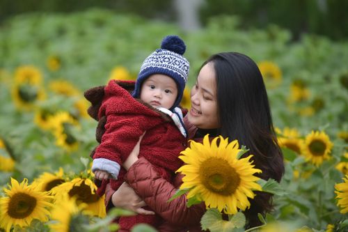 Vườn hoa hướng dương giữa Hoàng thành Thăng Long