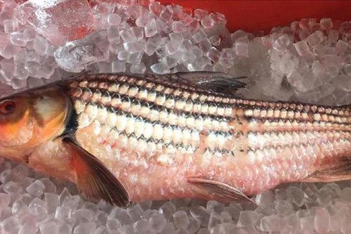 Nồi cá kho 12 triệu đồng: Đặc sản chài sóc ăn Tết đỡ ngán