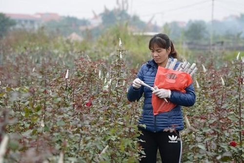 'Vựa hoa' Mê Linh tất bật chuẩn bị hàng Tết
