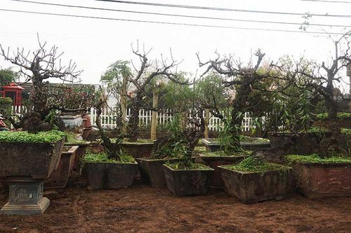 Vườn đào Thất Thốn bạc tỷ được chăm sóc bằng điều hòa tại Hà Nội
