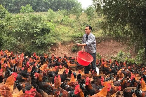 Làm giàu từ nuôi gà trống thả đồi bán dịpTết