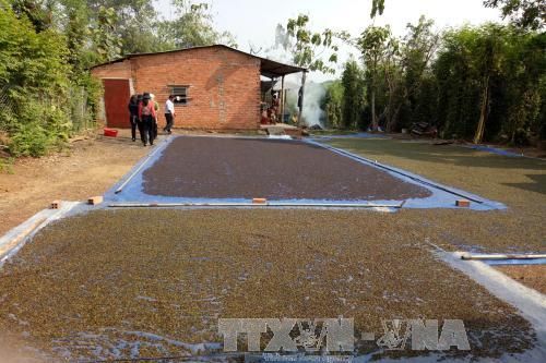 Giá hồ tiêu 'lao dốc', thủ phủ Bình Phước lo mất tết