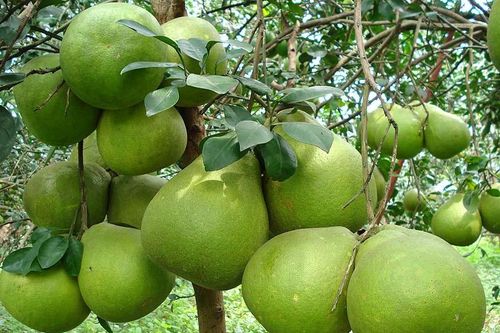 Hơn 1 triệu đồng một trái bưởi Tết ở làng Tân Triều