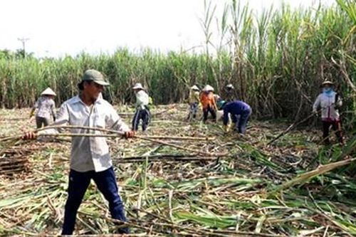 Gia Lai: Mía được mùa, mất giá