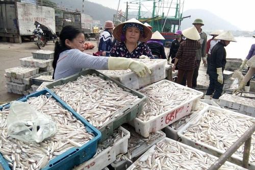 Ngư dân Quỳnh Lưu trúng mùa cá trỏng