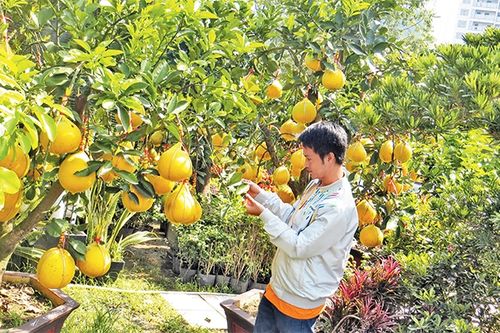 Độc đáo cây kiểng, hoa trái dịp Tết