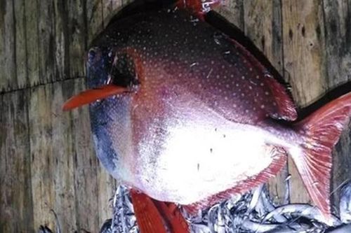 Câu được cá 'quái vật' 100kg... không thể tin nổi 'vớ bẫm' kho báu